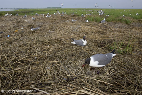 Laughing Gull colony _F2B5030.jpg - 101792 Bytes